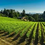 Pinot Noir Vineyards