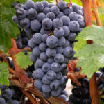 Cabernet Franc