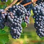 Pinot Noir grapes
